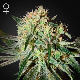 Damn Sour (Greenhouse Seeds) feminizowane