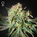 Damn Sour (Greenhouse Seeds) feminizowane