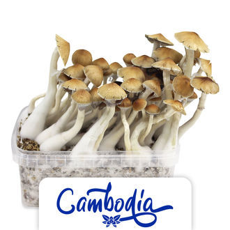 Growkit Zamnesia „Cambodia”