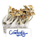 Growkit Zamnesia „Cambodia”