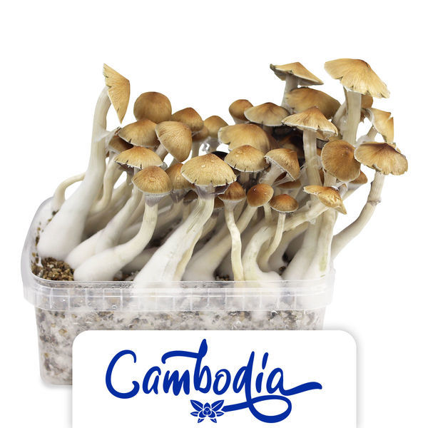 Growkit Zamnesia „Cambodia”
