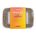 Growkit Zamnesia „Mazatapec”