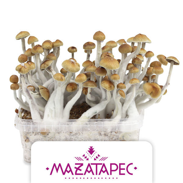 Growkit Zamnesia „Mazatapec”