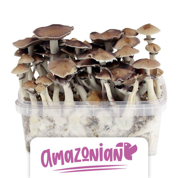 Growkit Zamnesia „PES Amazonian”