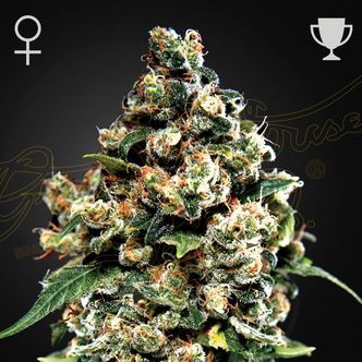 Jack Herer (Greenhouse Seeds) feminizowane