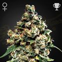 Jack Herer (Greenhouse Seeds) feminizowane