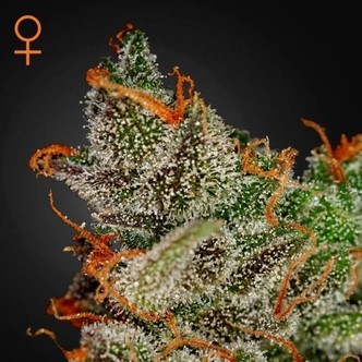 King's Kush (Greenhouse Seeds) - nasiona marihuany feminizowane
