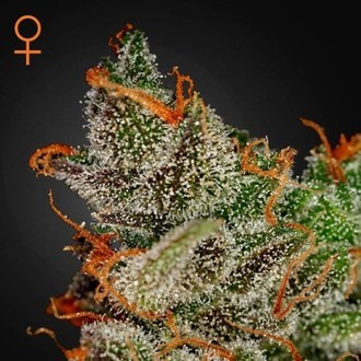 King's Kush (Greenhouse Seeds) - nasiona marihuany feminizowane