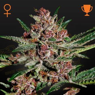 Bubba Kush (Greenhouse Seeds) feminizowane