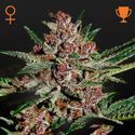 Bubba Kush (Greenhouse Seeds) feminizowane