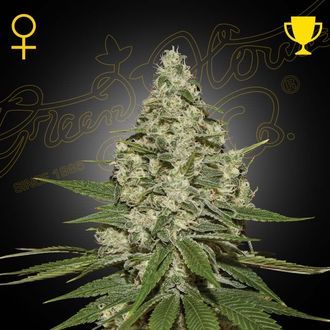 Super Lemon Haze (Greenhouse Seeds) nasiona marihuany feminizowane