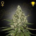 Super Lemon Haze (Greenhouse Seeds) nasiona marihuany feminizowane