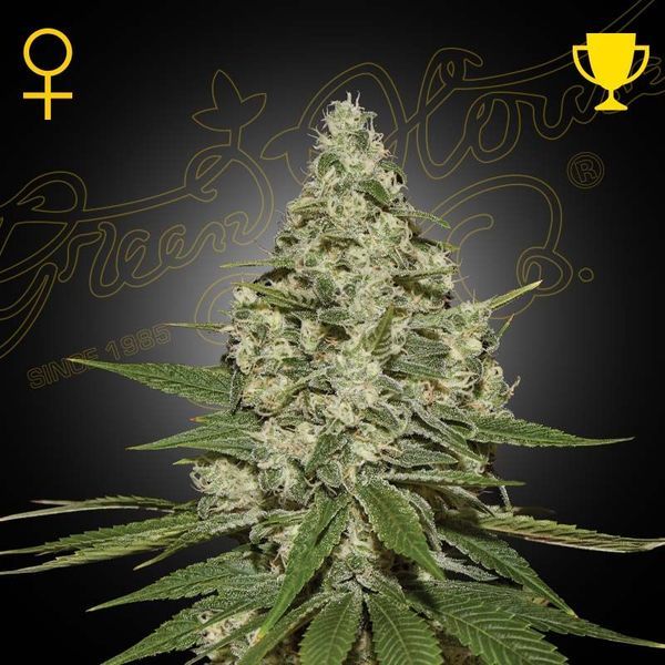 Super Lemon Haze (Greenhouse Seeds) nasiona marihuany feminizowane