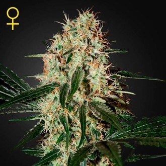 Arjan's Haze 3 (Greenhouse Seeds) feminizowane