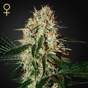Arjan's Haze 3 (Greenhouse Seeds) feminizowane