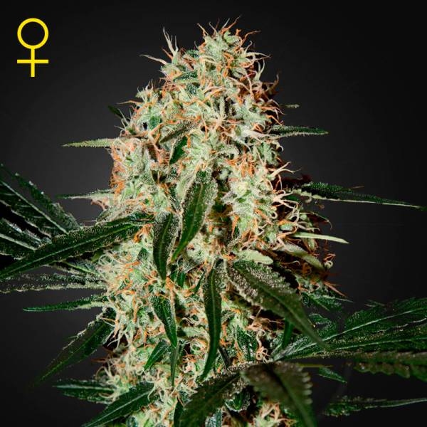 Arjan's Haze 3 (Greenhouse Seeds) feminizowane