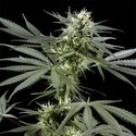 Arjan's Haze 3 (Greenhouse Seeds) feminizowane