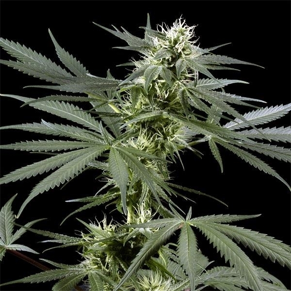 Arjan's Haze 3 (Greenhouse Seeds) feminizowane