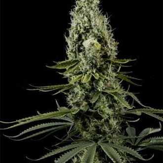 Arjan's Haze 3 (Greenhouse Seeds) feminizowane