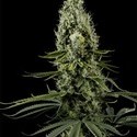 Arjan's Haze 3 (Greenhouse Seeds) feminizowane