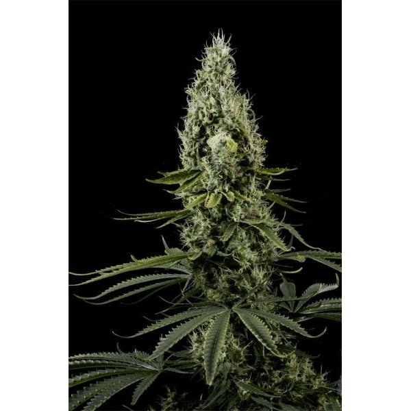 Arjan's Haze 3 (Greenhouse Seeds) feminizowane
