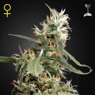 Arjan's Ultra Haze 1 (Greenhouse Seeds) nasiona marihuany feminizowane