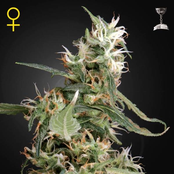 Arjan's Ultra Haze 1 (Greenhouse Seeds) nasiona marihuany feminizowane