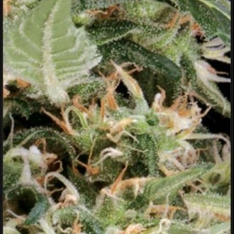 Arjan's Ultra Haze 1 (Greenhouse Seeds) nasiona marihuany feminizowane