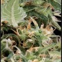 Arjan's Ultra Haze 1 (Greenhouse Seeds) nasiona marihuany feminizowane