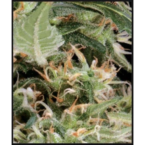Arjan's Ultra Haze 1 (Greenhouse Seeds) nasiona marihuany feminizowane