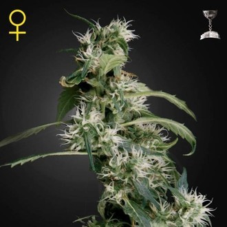 Mango Haze (Greenhouse Seeds) feminizowane