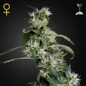 Mango Haze (Greenhouse Seeds) feminizowane