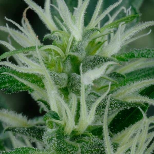 Mango Haze (Greenhouse Seeds) feminizowane