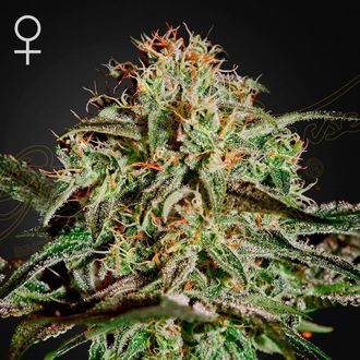 A.M.S. (Greenhouse Seeds) feminizowane