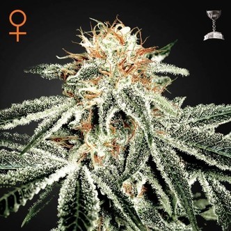 White Widow (Greenhouse Seeds) nasiona marihuany feminizowane