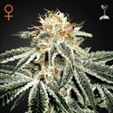 White Widow (Greenhouse Seeds) nasiona marihuany feminizowane