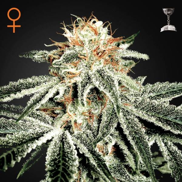 White Widow (Greenhouse Seeds) nasiona marihuany feminizowane