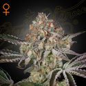 Great White Shark (Greenhouse Seeds) feminizowane