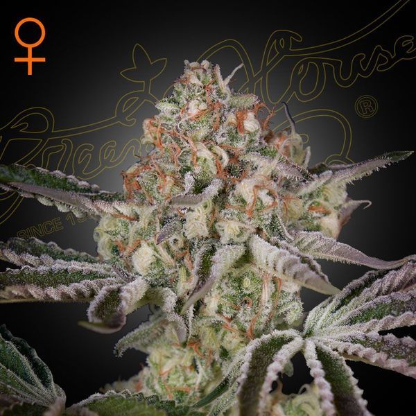 Great White Shark (Greenhouse Seeds) feminizowane