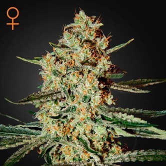 Himalaya Gold (Greenhouse Seeds) feminizowane
