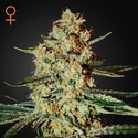 Himalaya Gold (Greenhouse Seeds) feminizowane