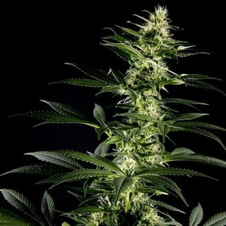 Himalaya Gold (Greenhouse Seeds) feminizowane
