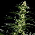 Himalaya Gold (Greenhouse Seeds) feminizowane