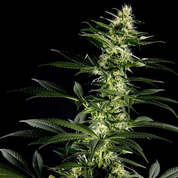 Himalaya Gold (Greenhouse Seeds) feminizowane