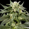 Himalaya Gold (Greenhouse Seeds) feminizowane
