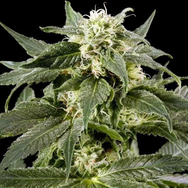Himalaya Gold (Greenhouse Seeds) feminizowane
