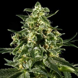 Himalaya Gold (Greenhouse Seeds) feminizowane