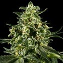 Himalaya Gold (Greenhouse Seeds) feminizowane