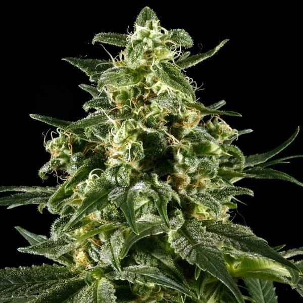 Himalaya Gold (Greenhouse Seeds) feminizowane
