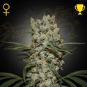 Super Silver Haze (Greenhouse Seeds) feminizowane
